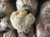 ศึกษาดูงานบริการ_190319_0007