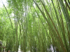 สวนลุงโชค_7 140663_200615_0026