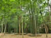 สวนลุงโชค_7 140663_200615_0324